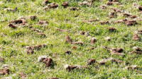 Lawn Aeration