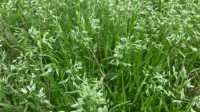 Poa Annua Control